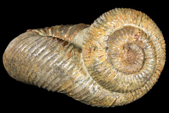 Fossil Heteromorph (Nostoceras) Ammonite - Madagascar #129520
